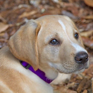 BASICS Adjustable Collar PURPLE 1″ FOR BIG DOGS - 12